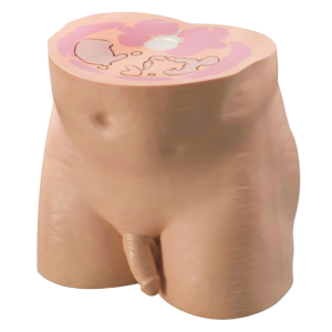 Fantoma Virtual da Pelve Masculina Humana